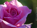 pink roses dew